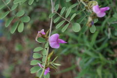 Tephrosia villosa